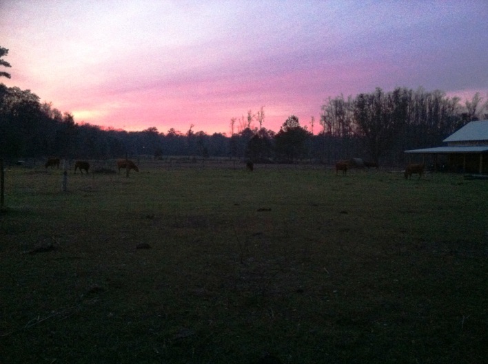 sunset at the farm.jpg